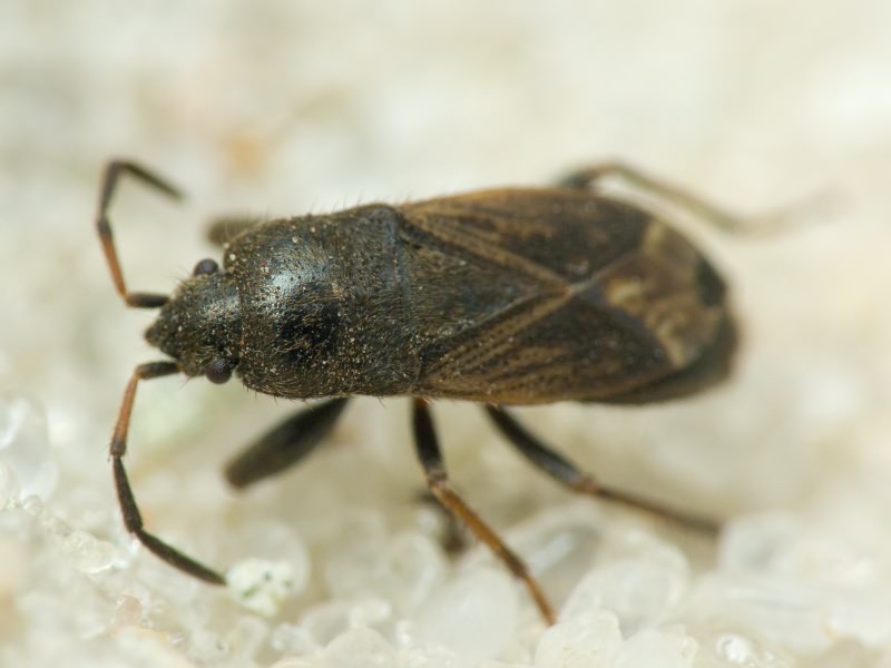 Megalonotus chiragra (Fabricius, 1794)